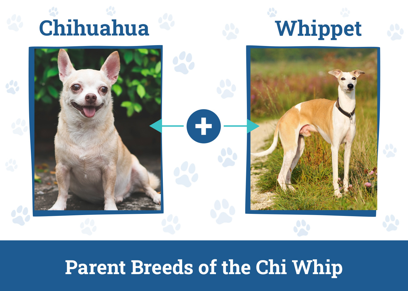 Parent Breeds of the Chi Whip