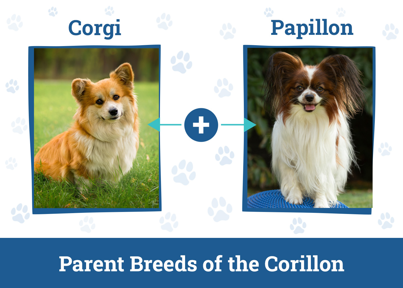 Parent Breeds of the Corillon