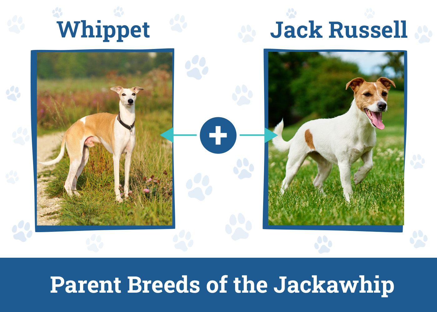 Parent Breeds of the Jackawhip