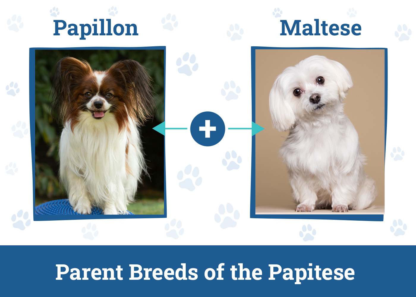 Parent Breeds of the Papitese