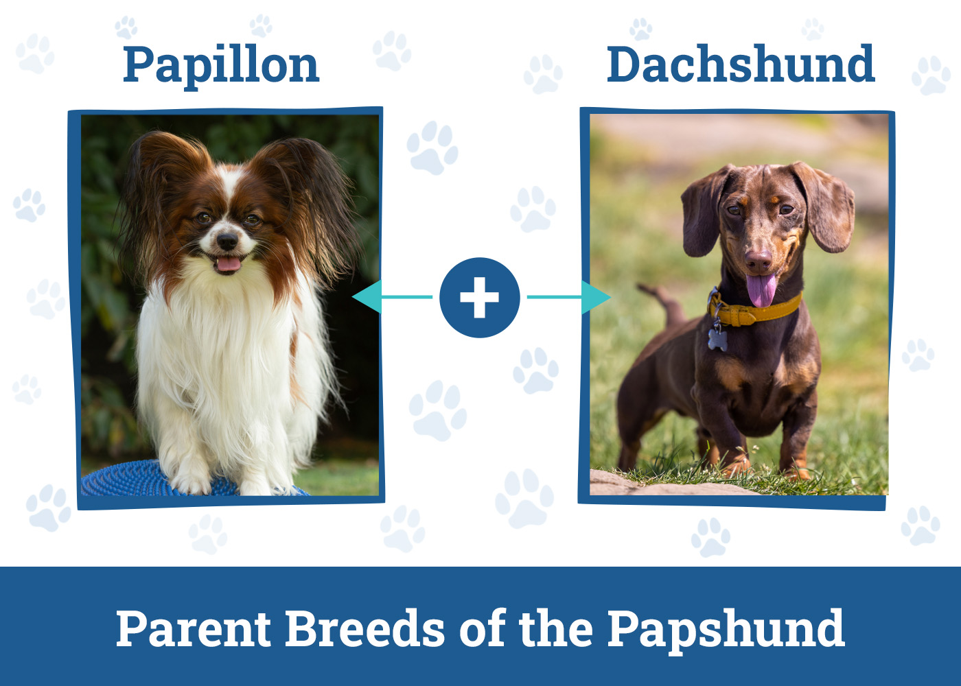 Parent Breeds of the Papshund