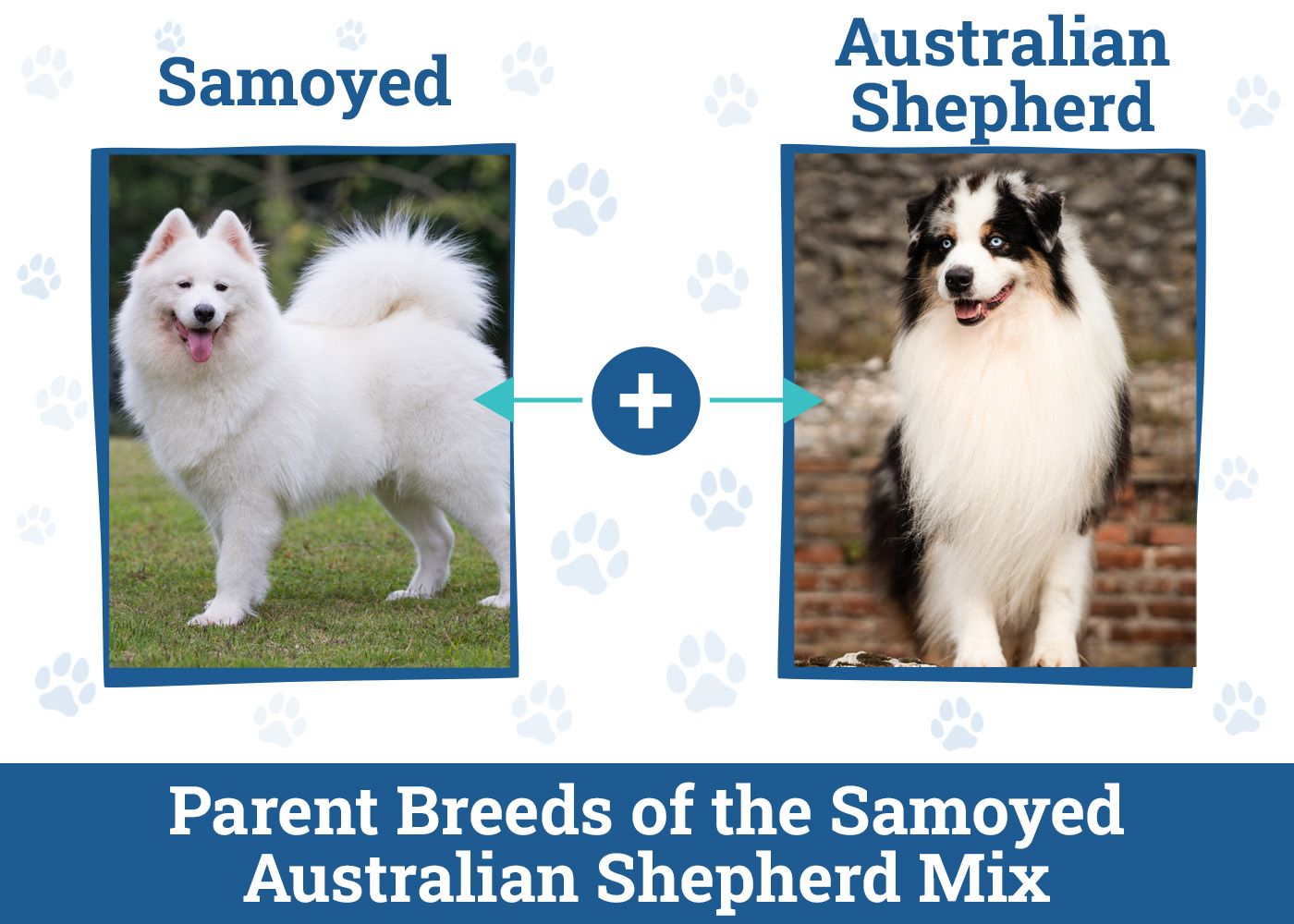 Parent Breeds of the SamoyedAustralian Shepherd Mix
