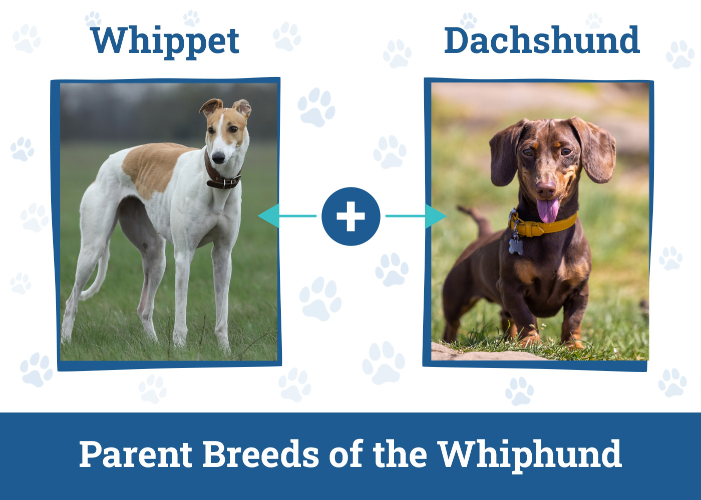 Parent Breeds of the Whiphund