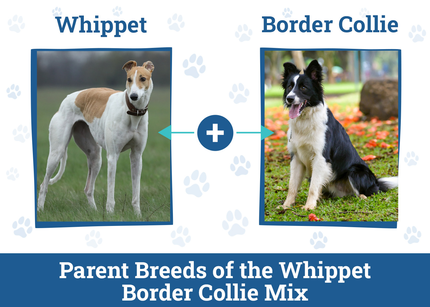 Whippet Border Collie Mix