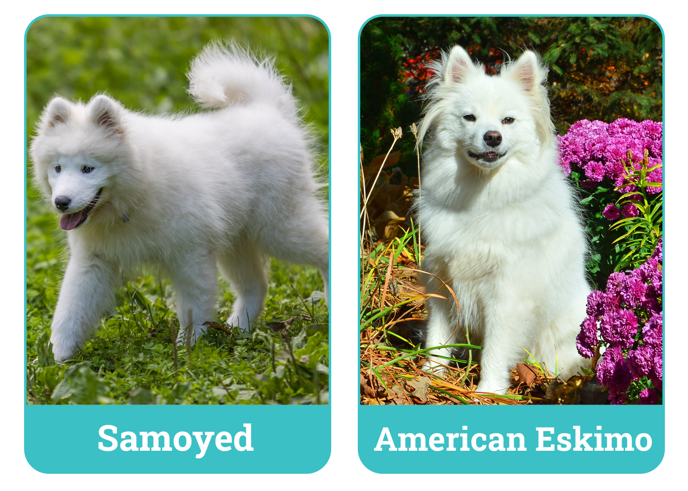 Samoyed vs American Eskimo