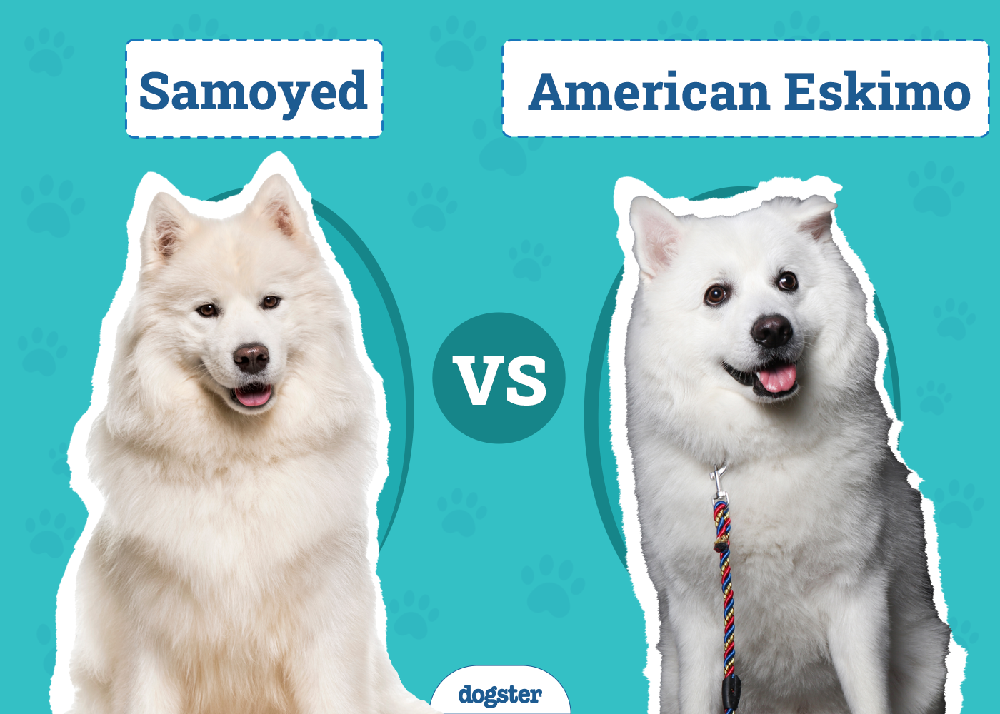Samoyed vs American Eskimo