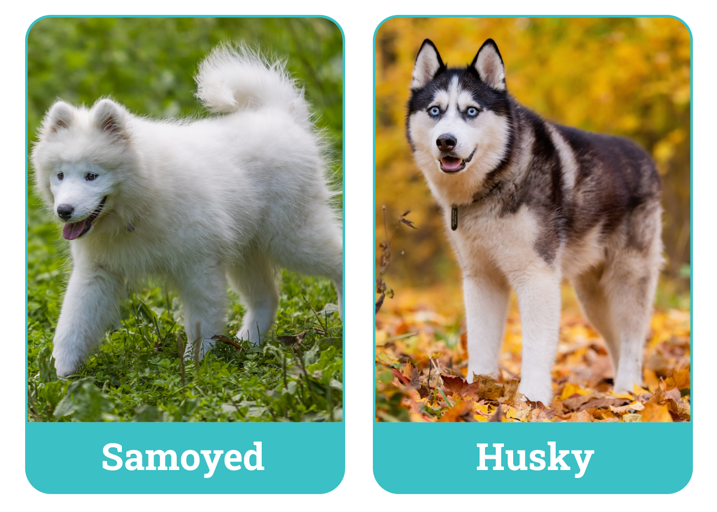 Samoyed vs. Husky
