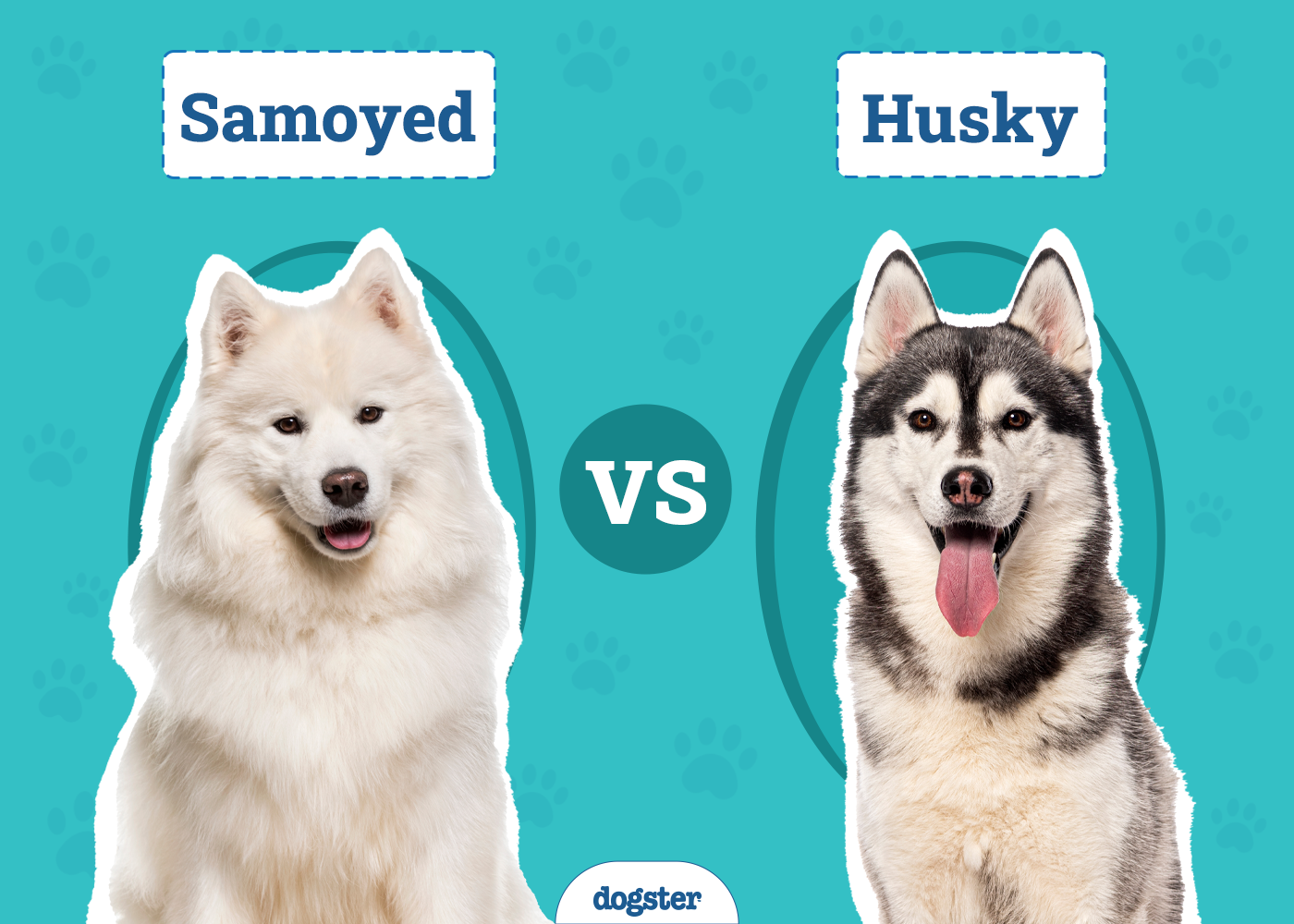 Samoyed vs. Husky