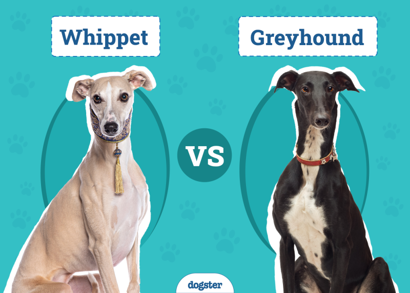 Whippet vs. Greyhound