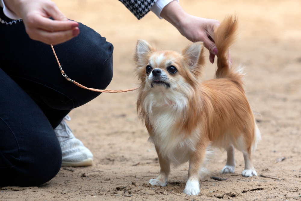 white and tan long haired chihuahua with a show cut