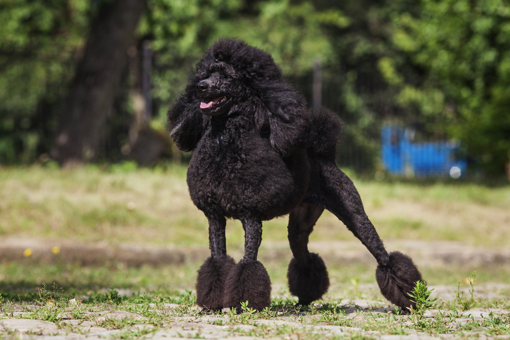 black poodle outdoors