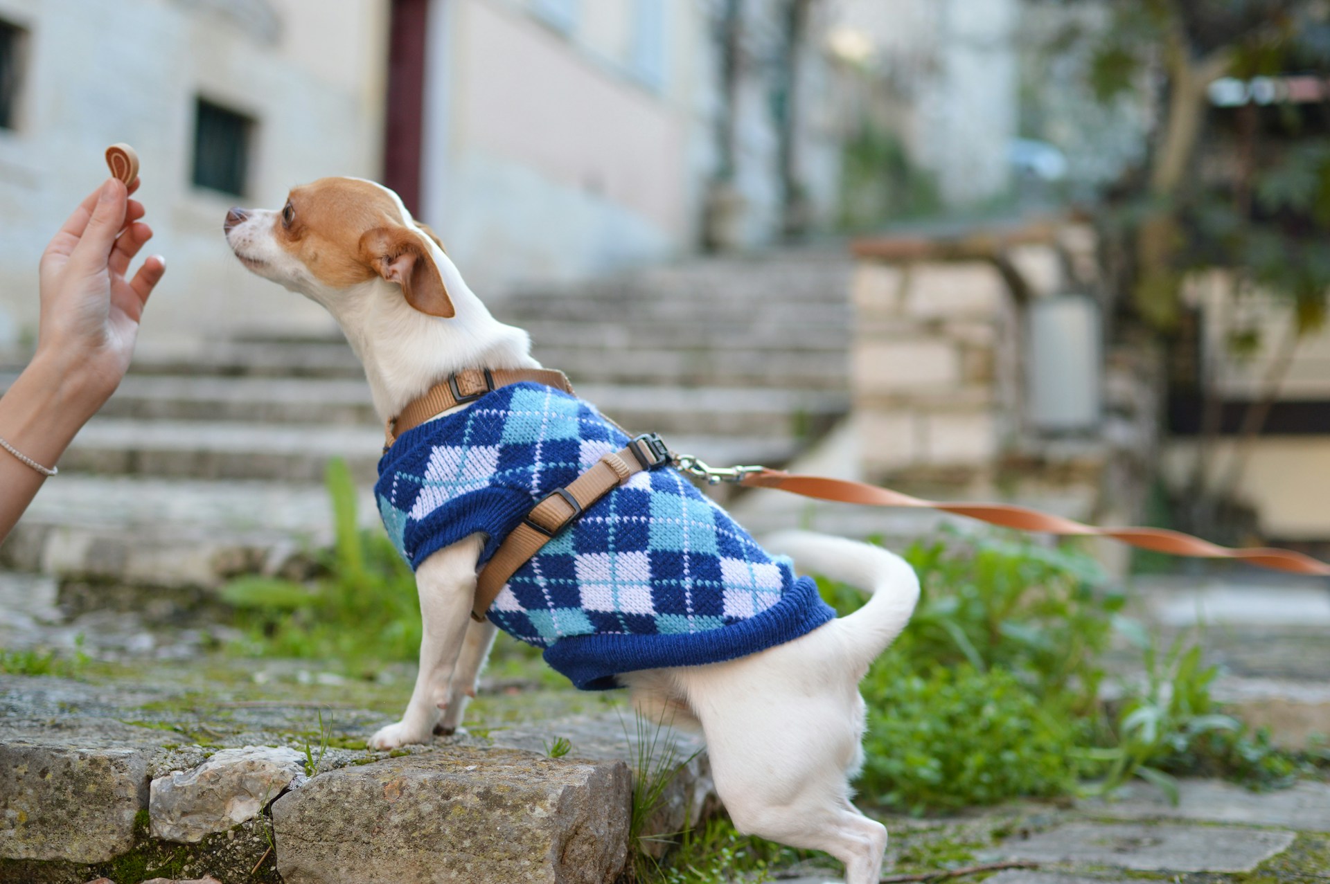 a brown and white chihuahua dog in a blue vest gives out treats