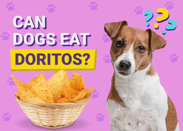 Can Dogs Eat Doritos