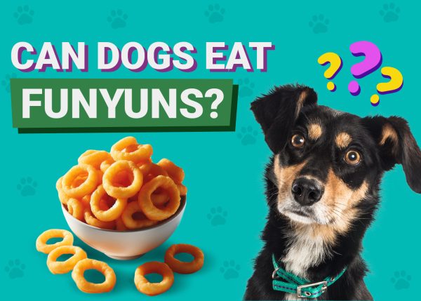 Can Dogs Eat Funyuns