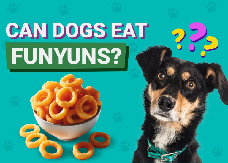 Can Dogs Eat Funyuns? VetApproved Facts & FAQ Dogster