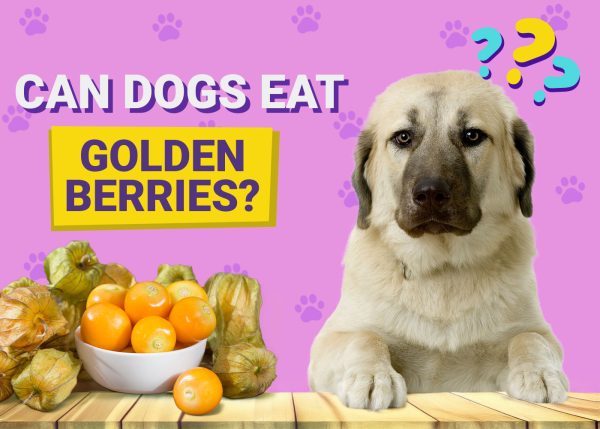 Can Dogs Eat Golden Berries