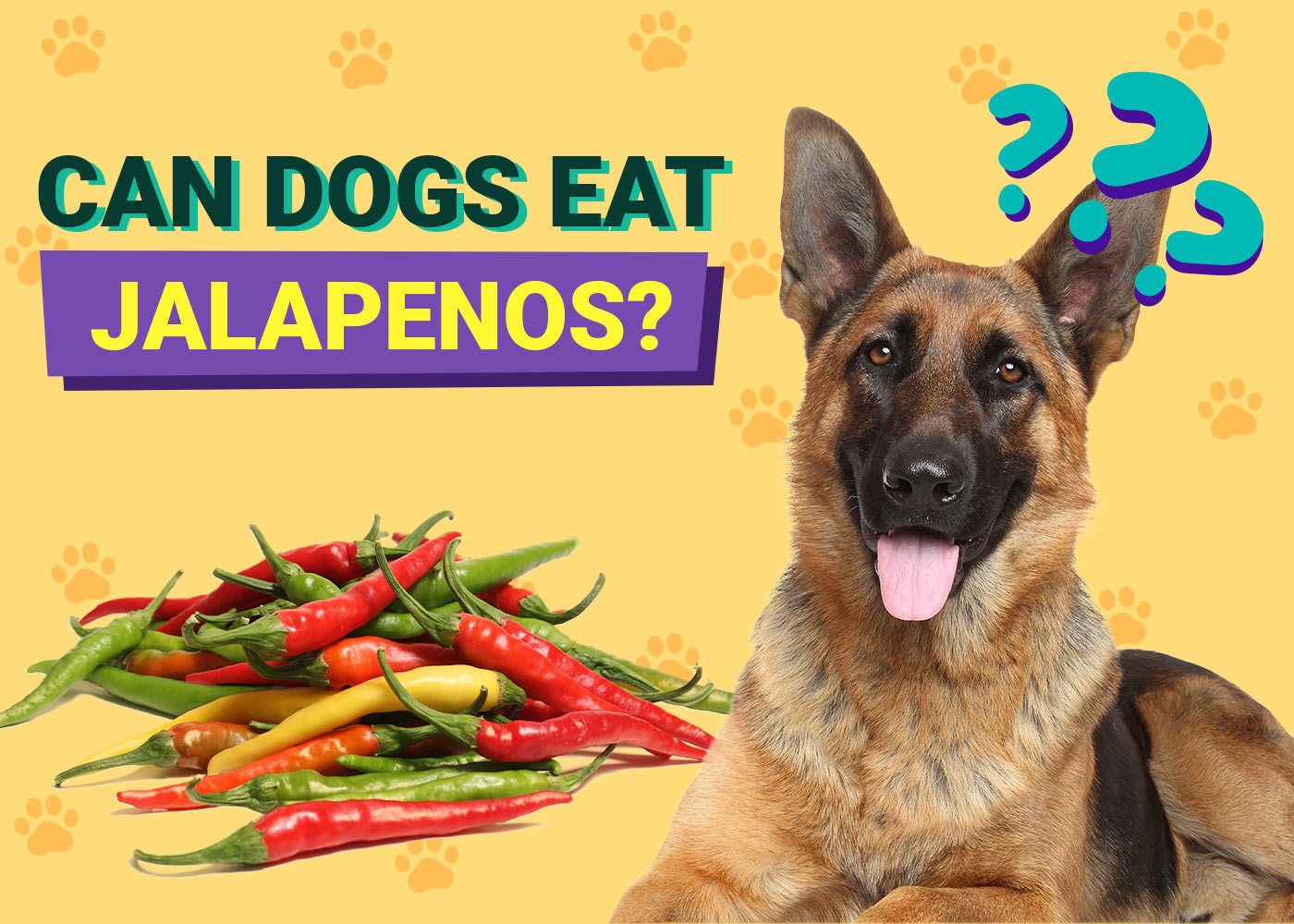 Can Dogs Eat Jalapeños? Vet-Reviewed Health Facts – Dogster