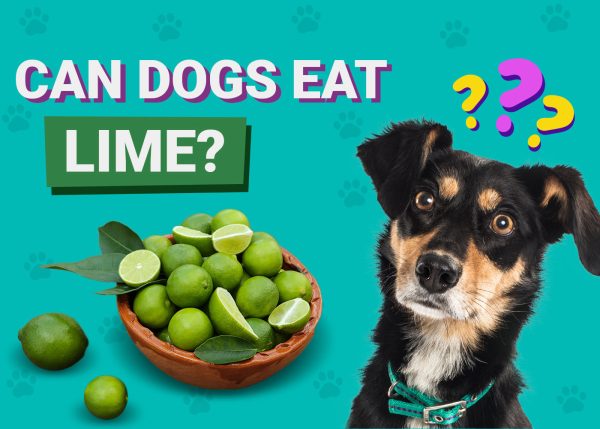 Can Dogs Eat Limes