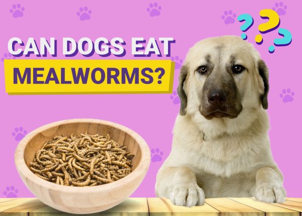 Can Dogs Eat Mealworms