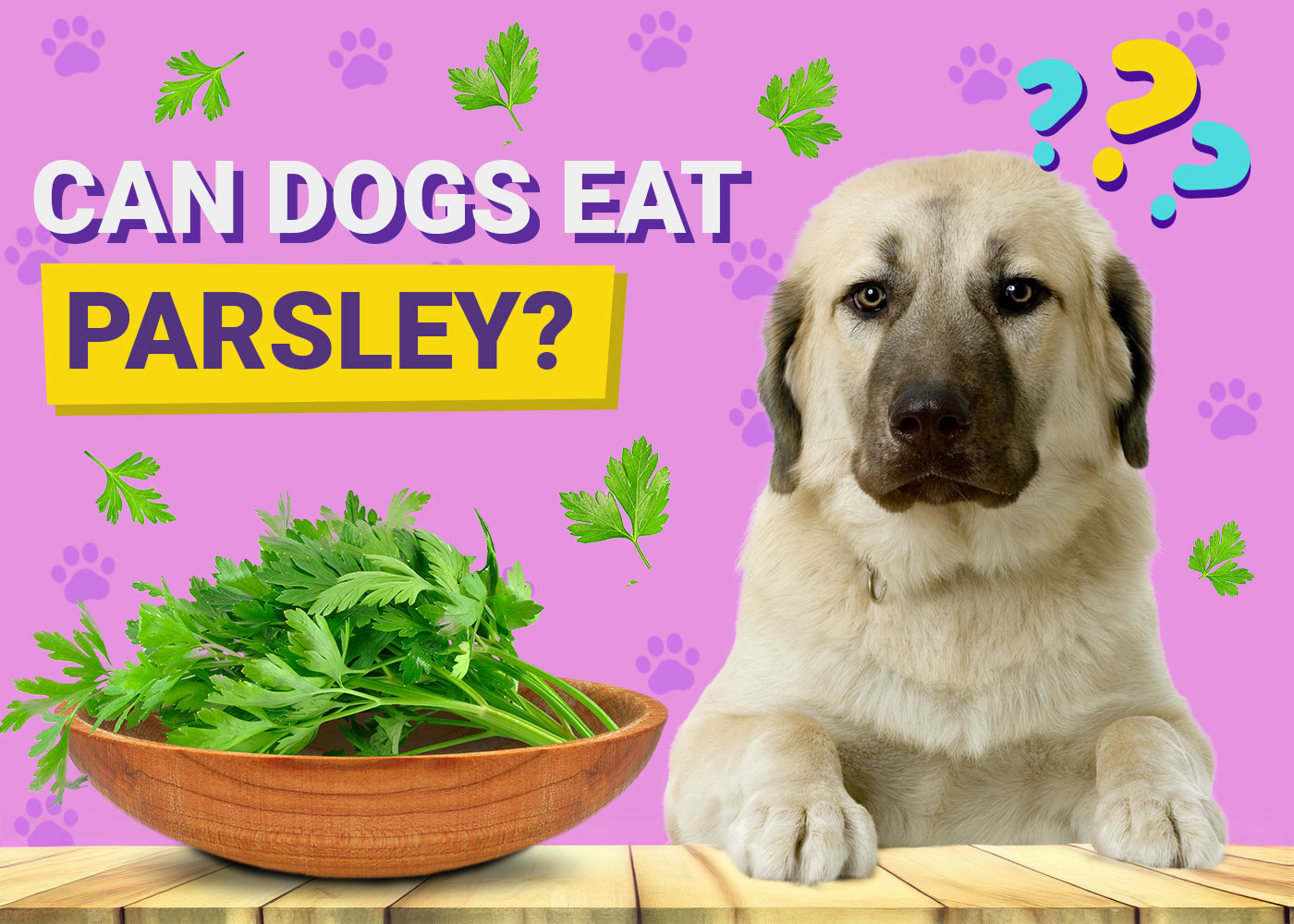 Can Dogs Eat Parsley