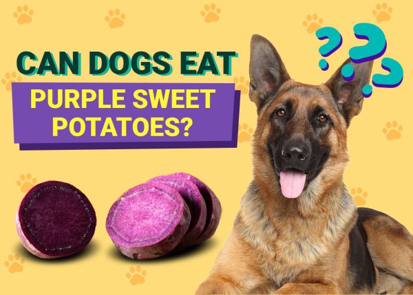 Can Dogs Eat Purple Sweet Potatoes