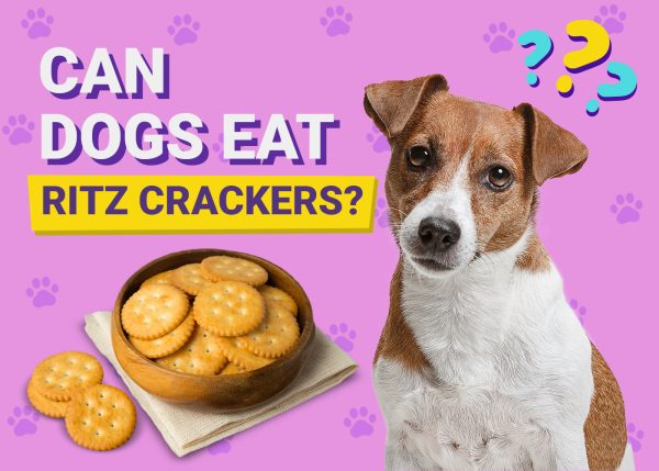 Can Dogs Eat Ritz Crackers