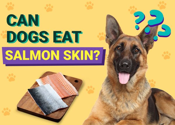 Can Dogs Eat Salmon Skin