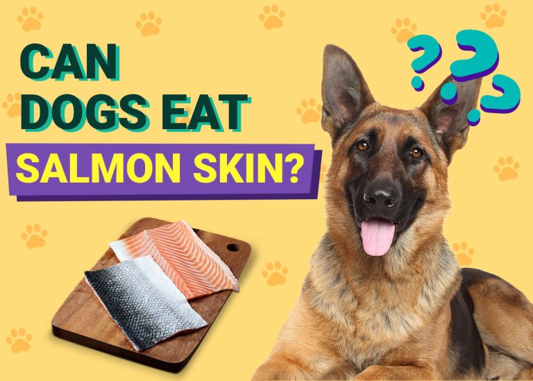 Can Dogs Eat Salmon Skin? VetApproved Facts & FAQ Dogster