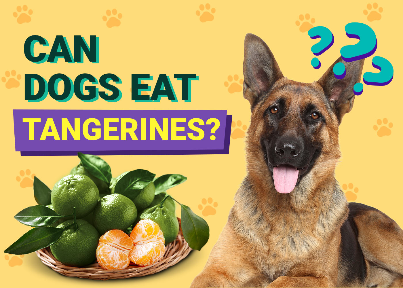 Can Dogs Eat Tangerines