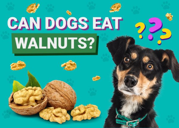 Can Dogs Eat Walnuts