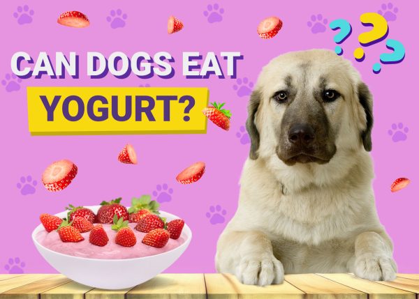 Can Dogs Eat Yogurt