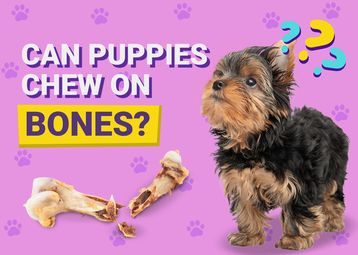 Can Puppies Chew On Bones