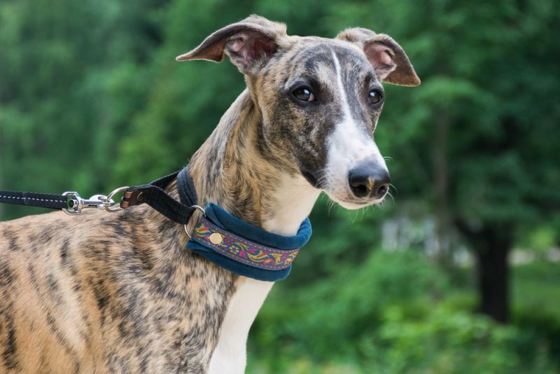 close up of a brindle whippet outdoors