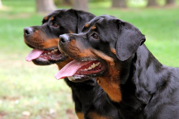 close up of rottweiler dogs panting