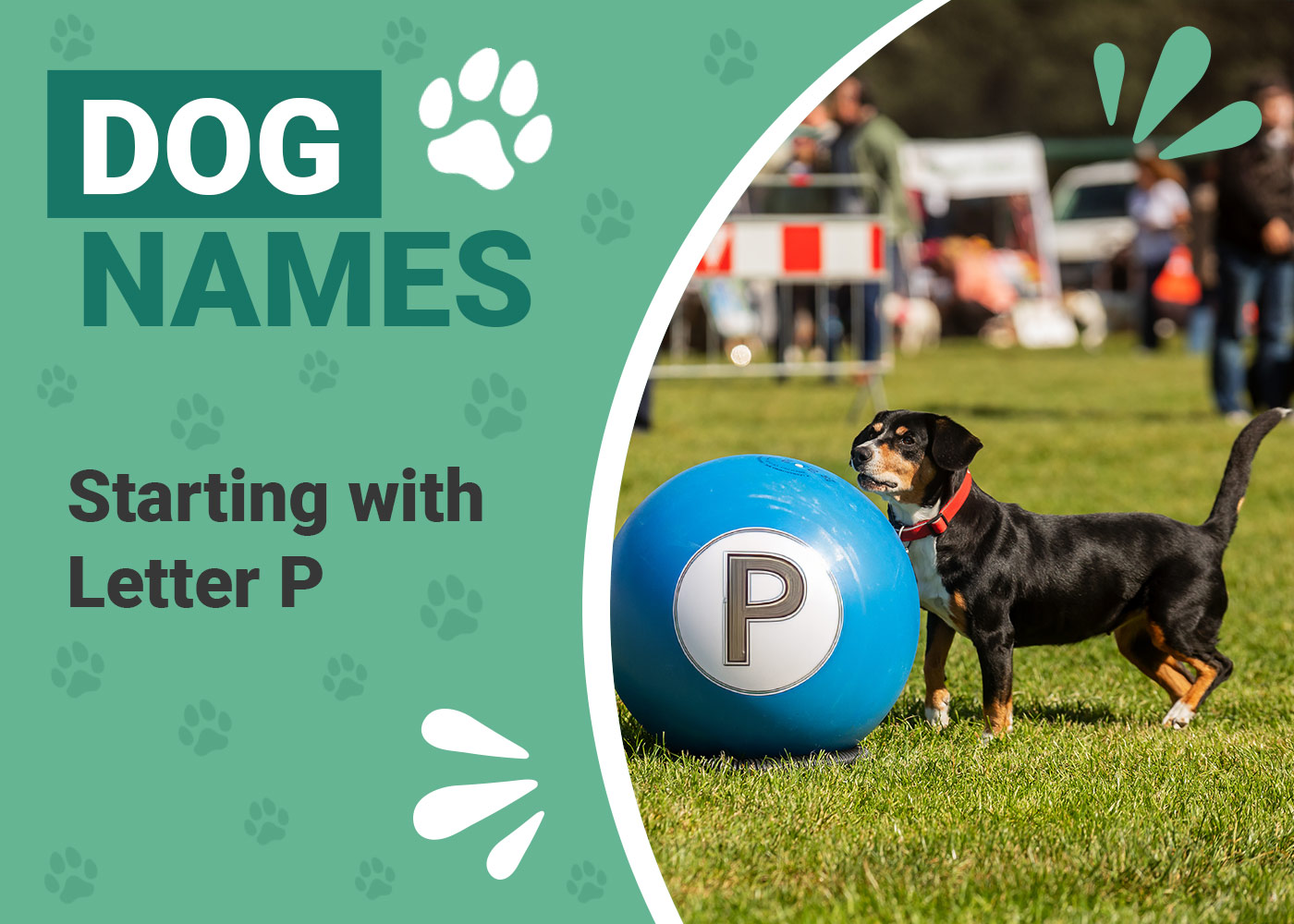 155 Dog Names Starting With P Prodigious Names for Your Perfect Pup Dogster