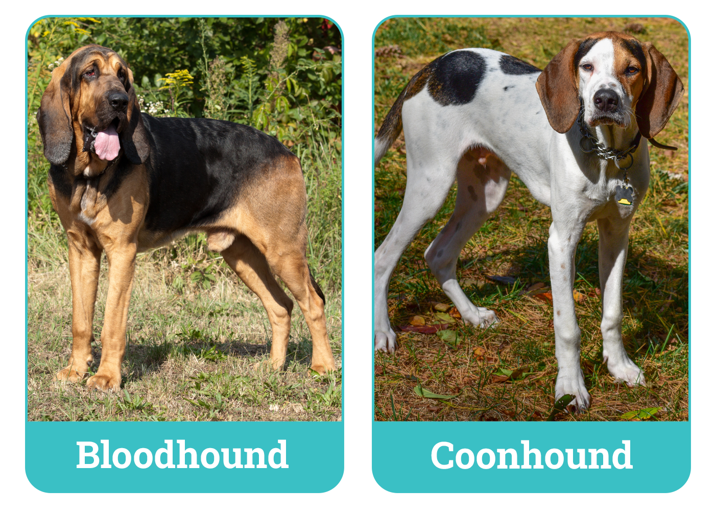 Bloodhound vs Coonhound