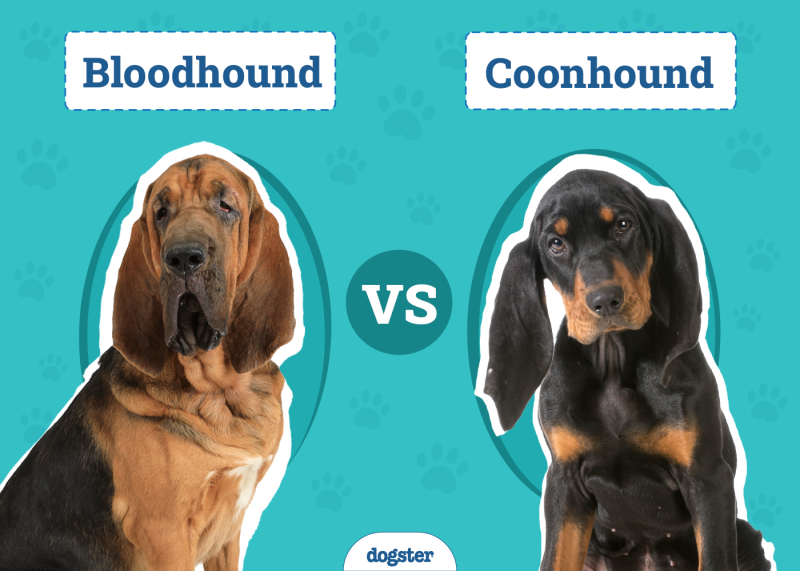Bloodhound vs Coonhound