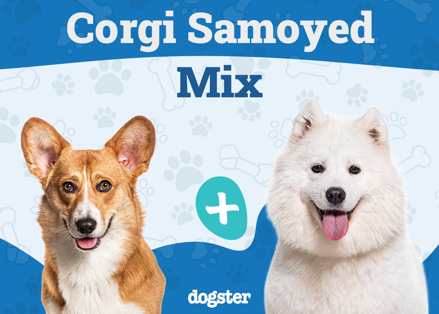 Corgi Samoyed Mix
