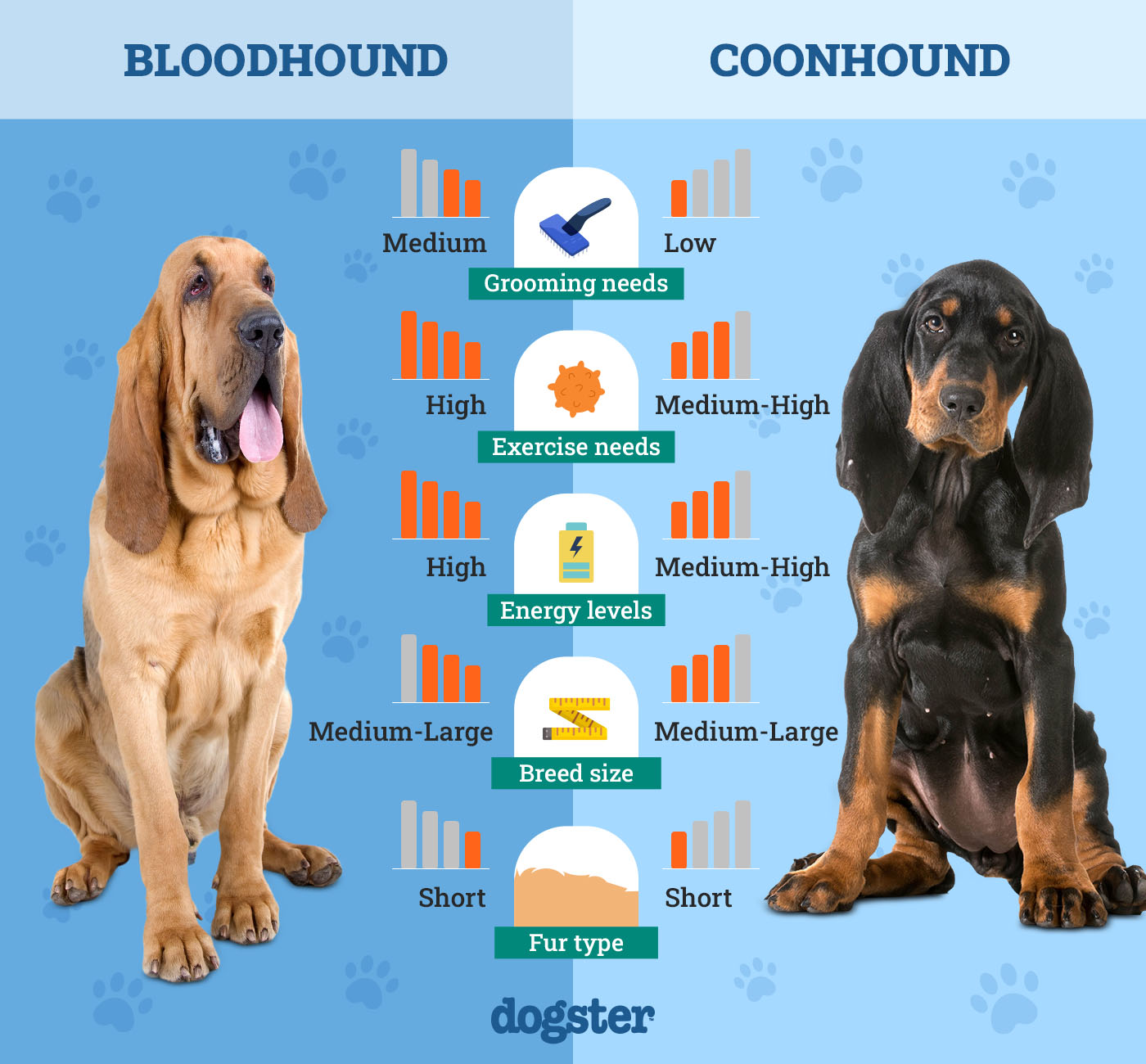 Dogster_Side by Side Comparison_Bloodhound vs Coonhound