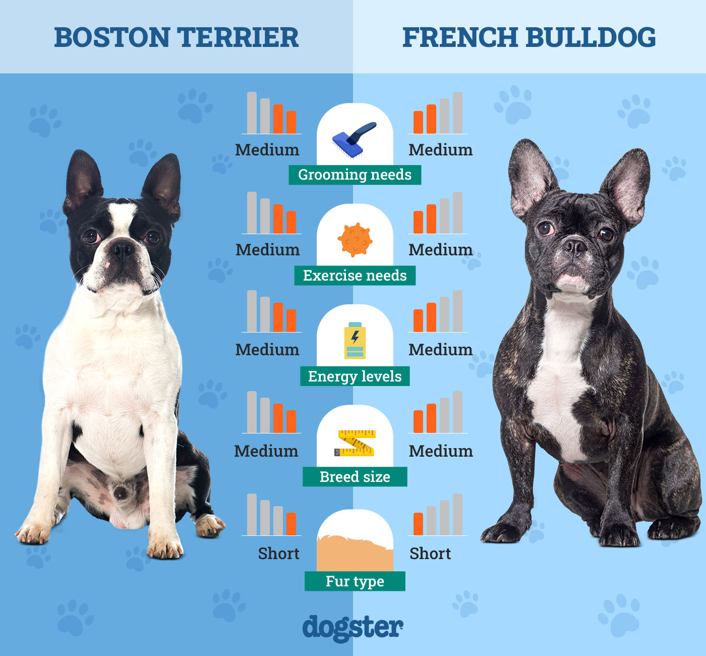 Dogster_Side by Side Comparison_Boston Terrier vs French Bulldog