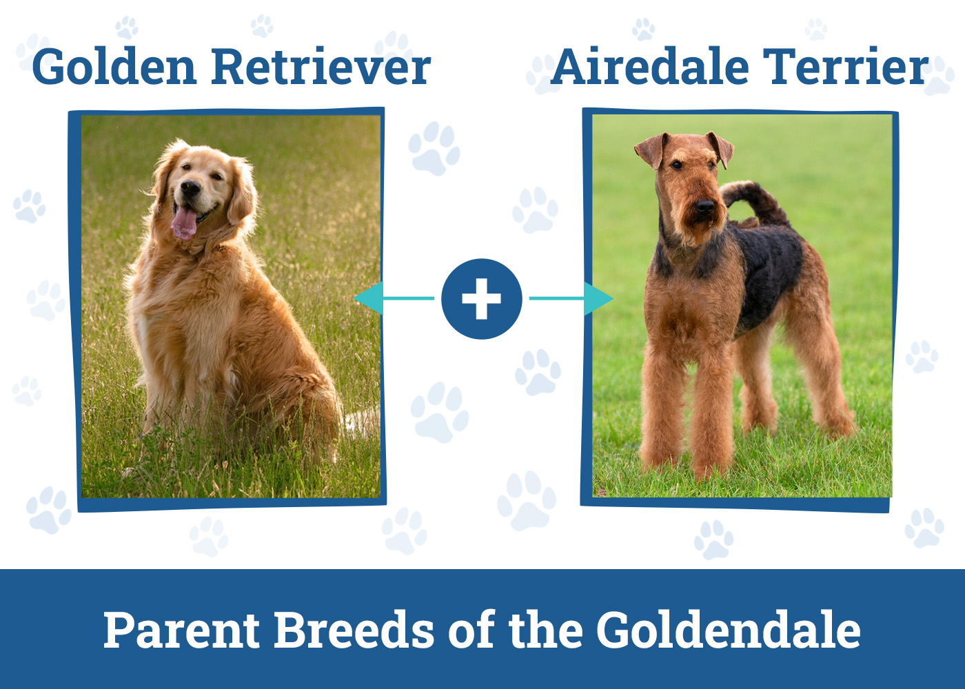 Parent Breeds of the Goldendale