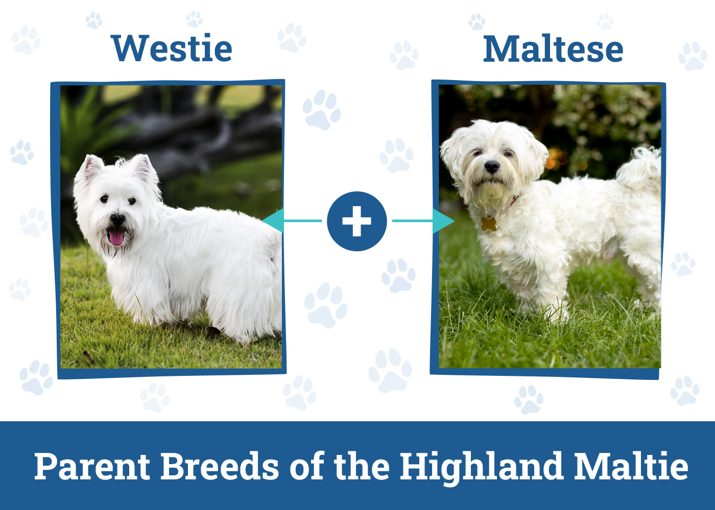 Parent Breeds of the Highland Maltie