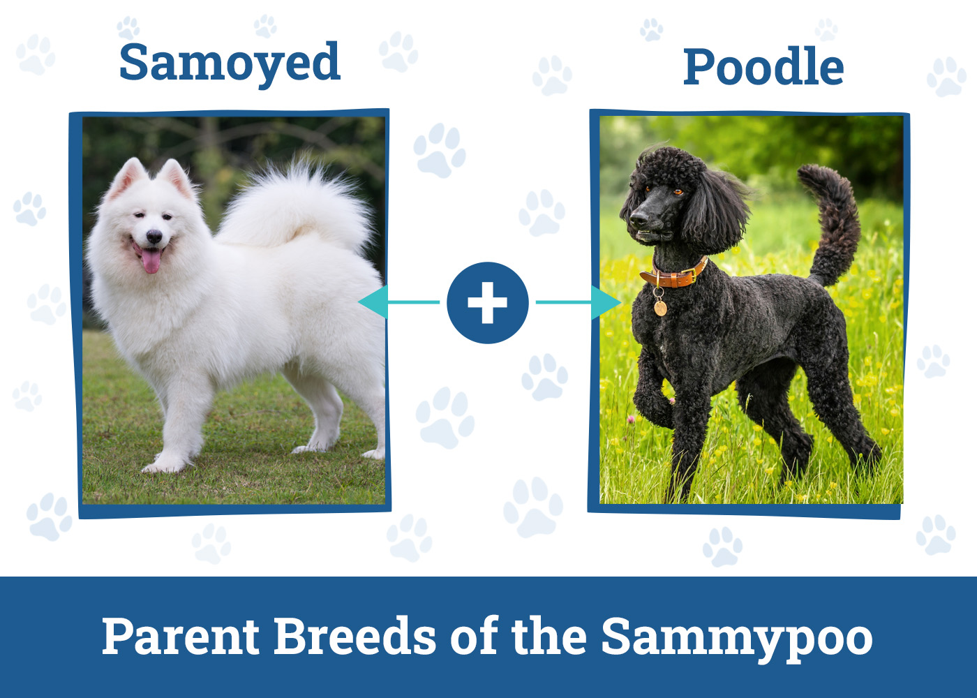 Parent Breeds of the Sammypoo