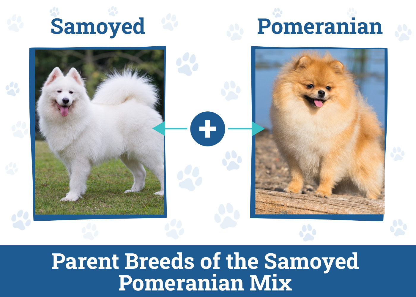 Parent Breeds of the Samoyed Pomerian Mix