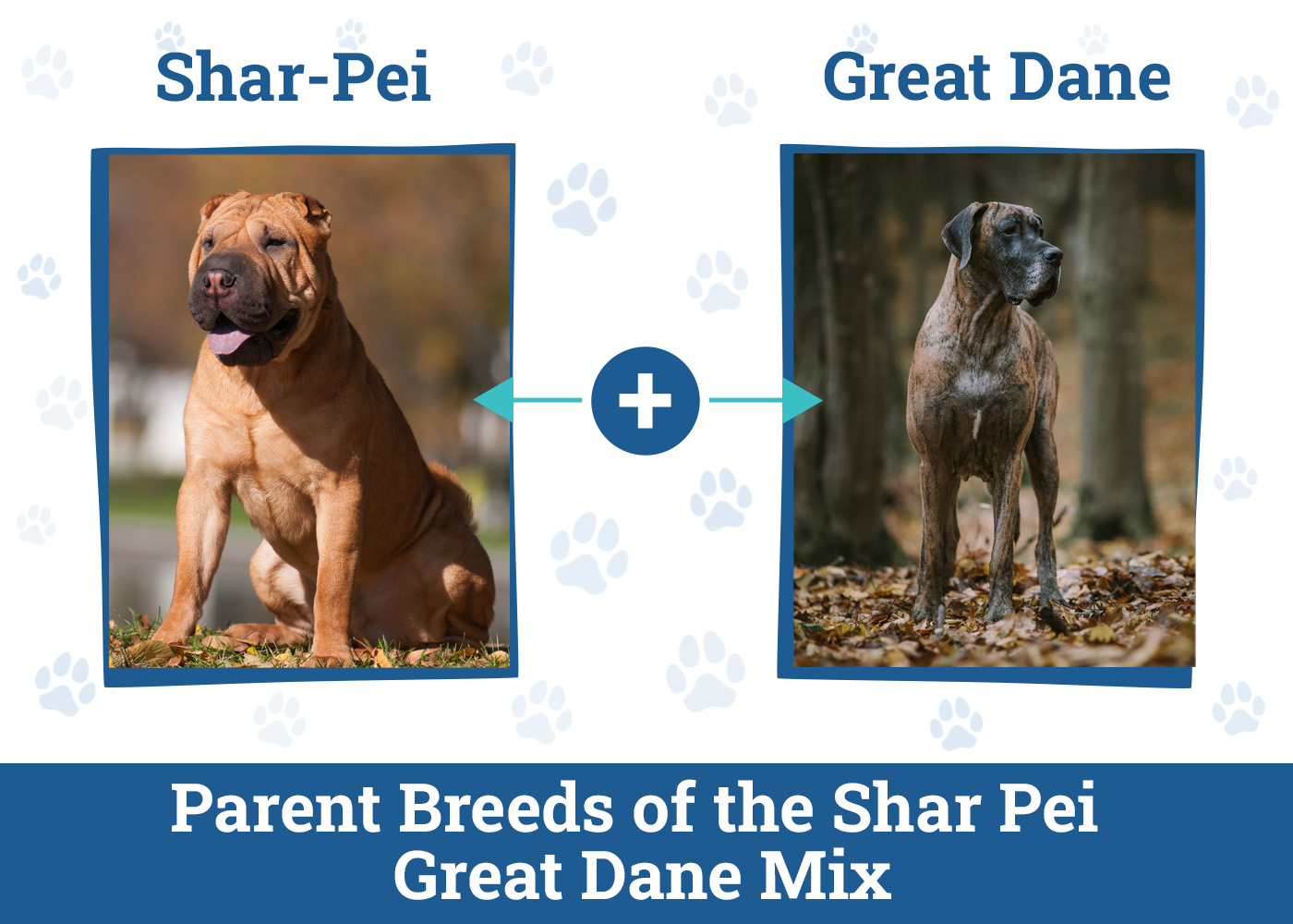 Shar Pei Great Dane Mix