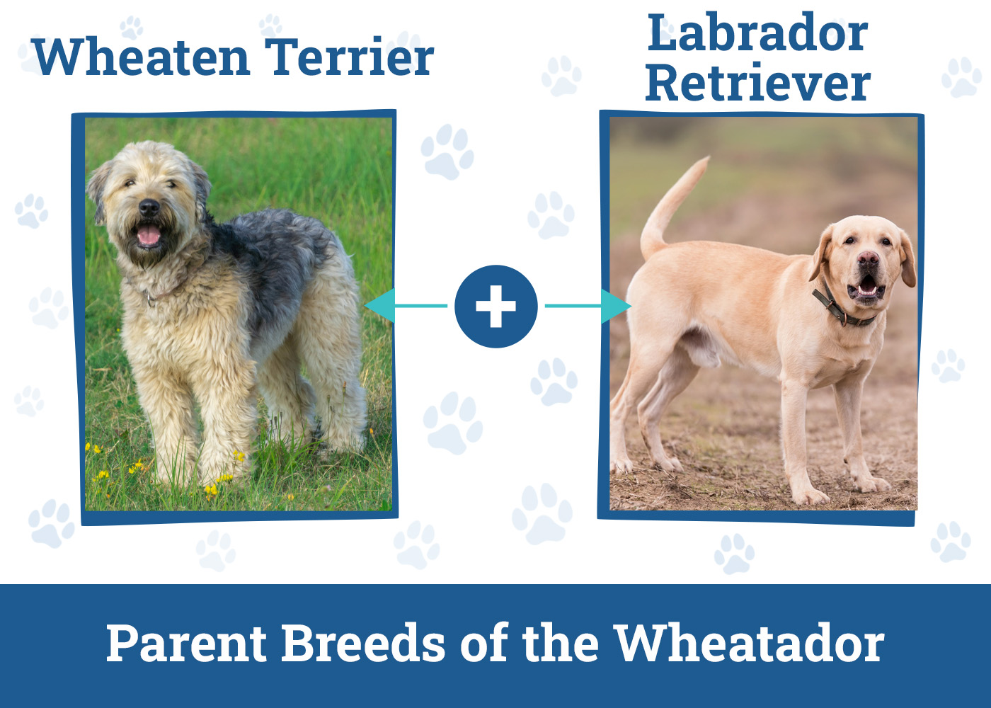 Parent Breeds of the Wheatador