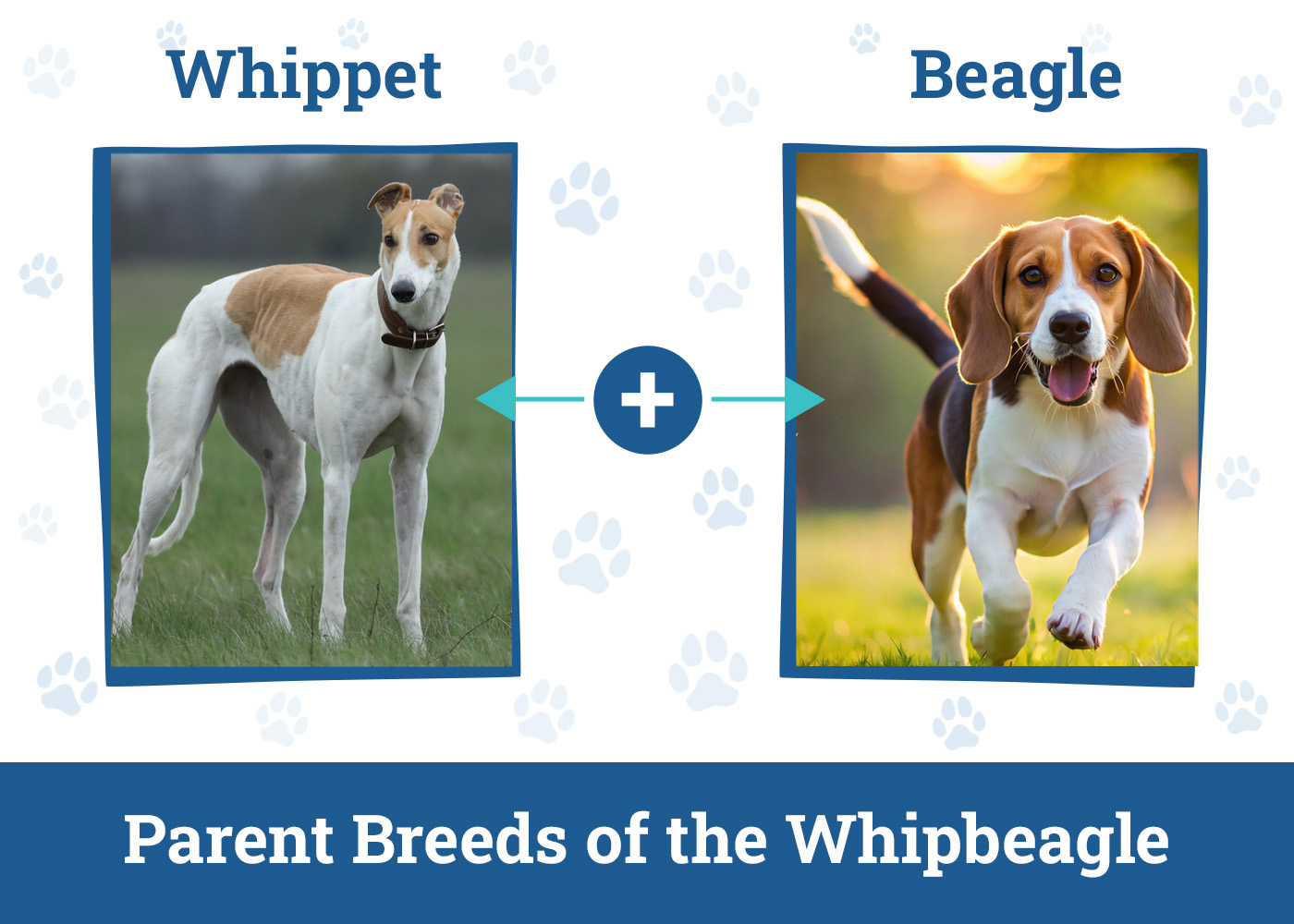 Parent Breeds of the Whipbeagle