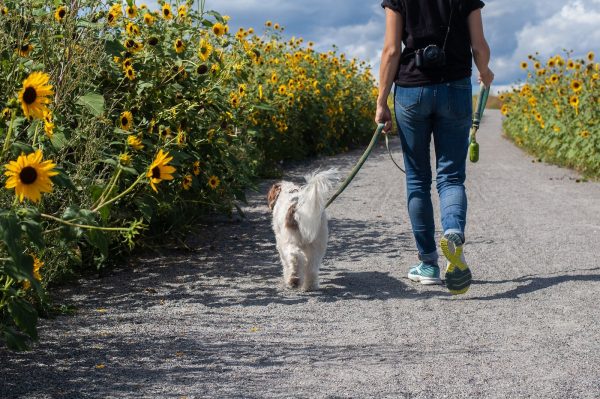 A person walking a dog