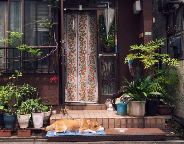 a dog laying on a mat in front of a house