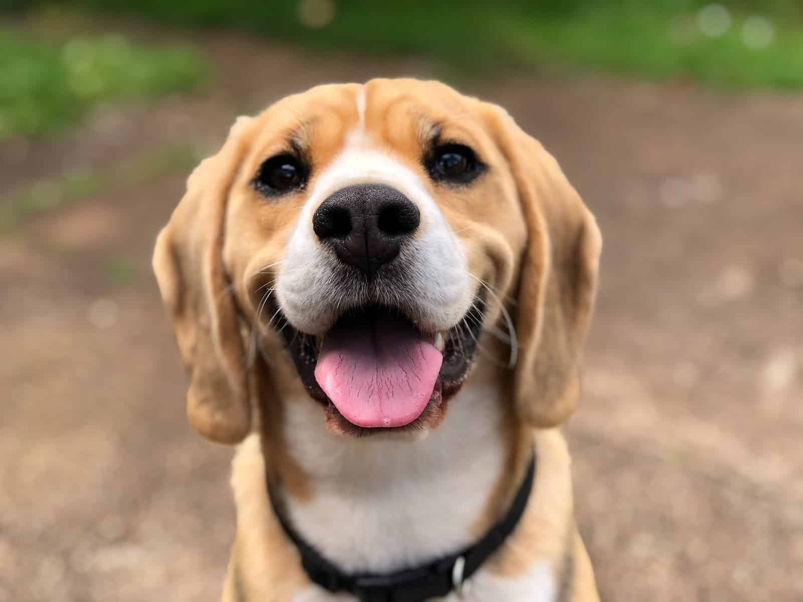 A happy dog